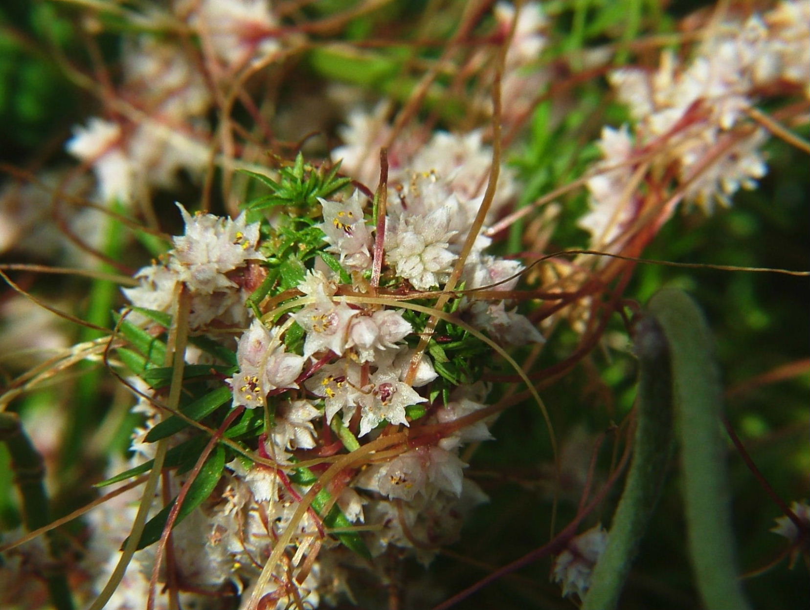 Cuscuta epithymum / Cuscuta epitimo